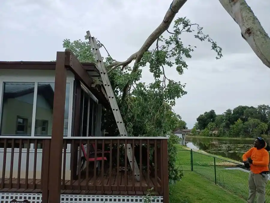 Reliable Tree Services