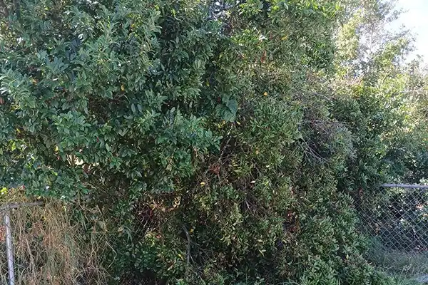 Tree Trimming